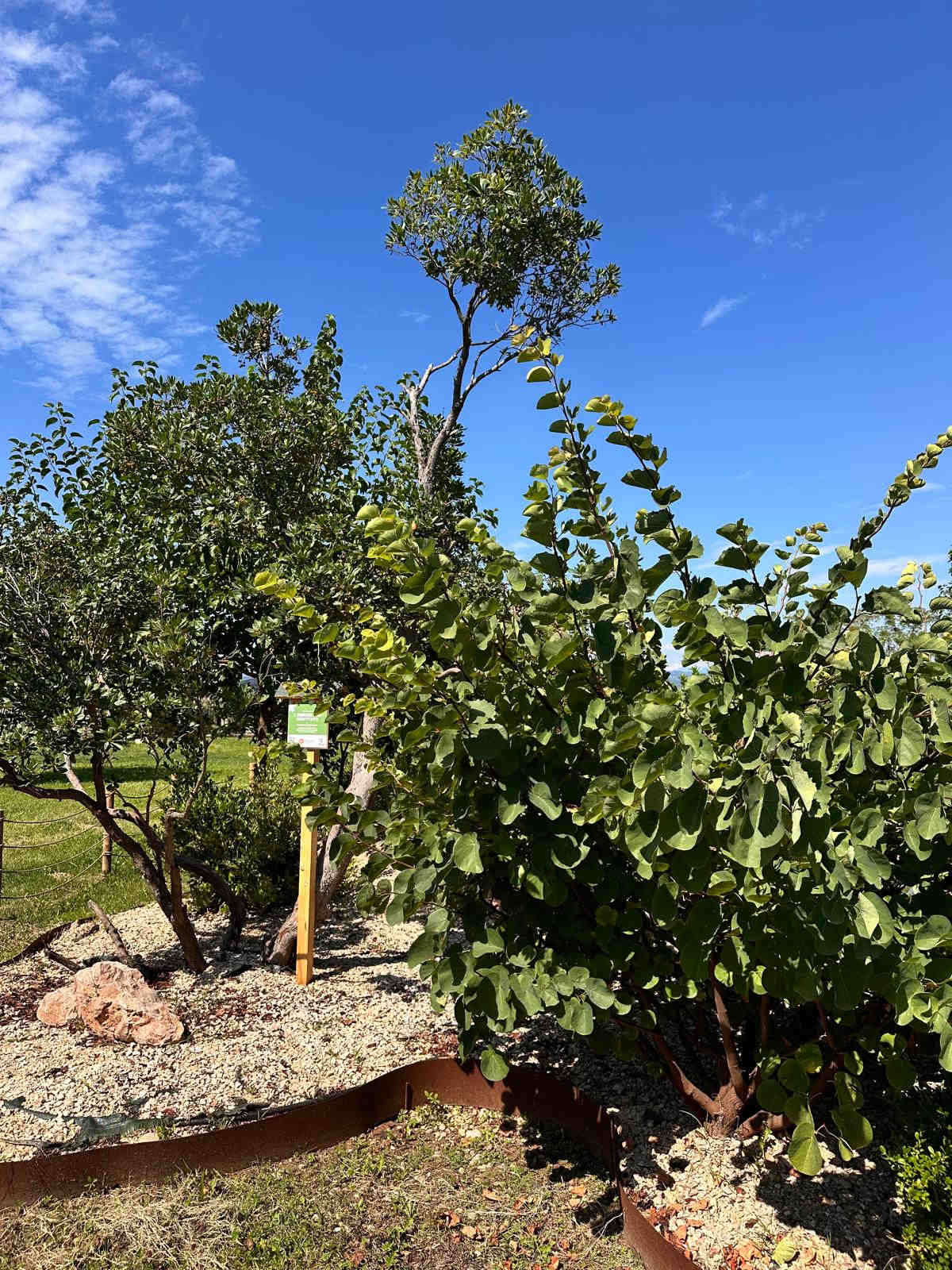 environmental.projects.forest.title